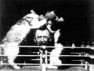 The Boxing Cats